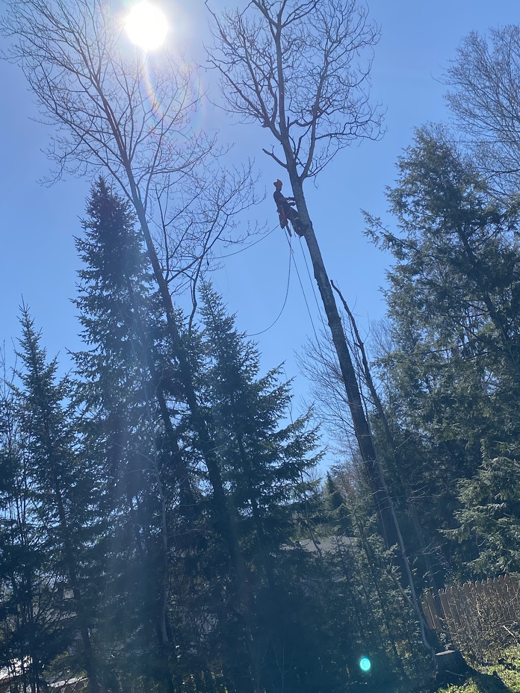 Schmeler Tree Removal and services | 369 Pickerel & Jack Lake Rd, Burks Falls, ON P0A 1C0, Canada | Phone: (705) 783-8247