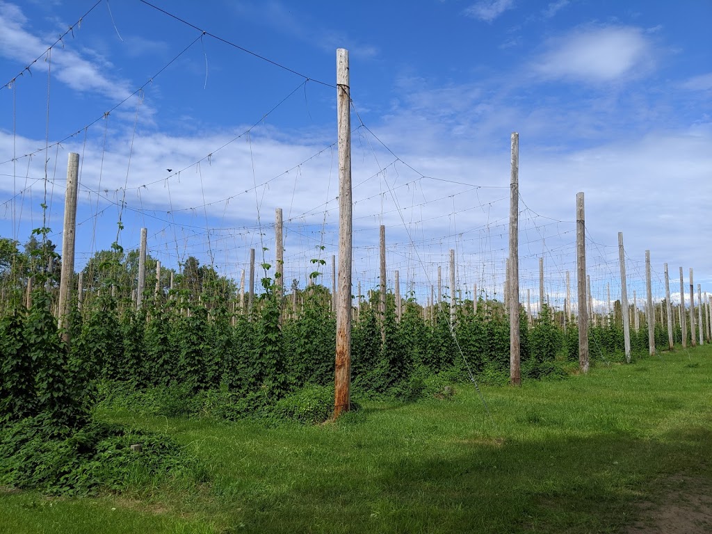 Clear Valley Hops | 4082 Simcoe County Rd 124, Nottawa, ON L0M 1P0, Canada | Phone: (705) 444-7294