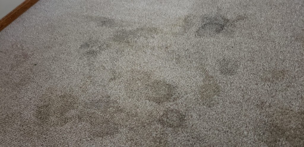 Steam Carpet Care | The Ave NW, Edmonton, AB T6P 7Y8, Canada | Phone: (587) 409-0797