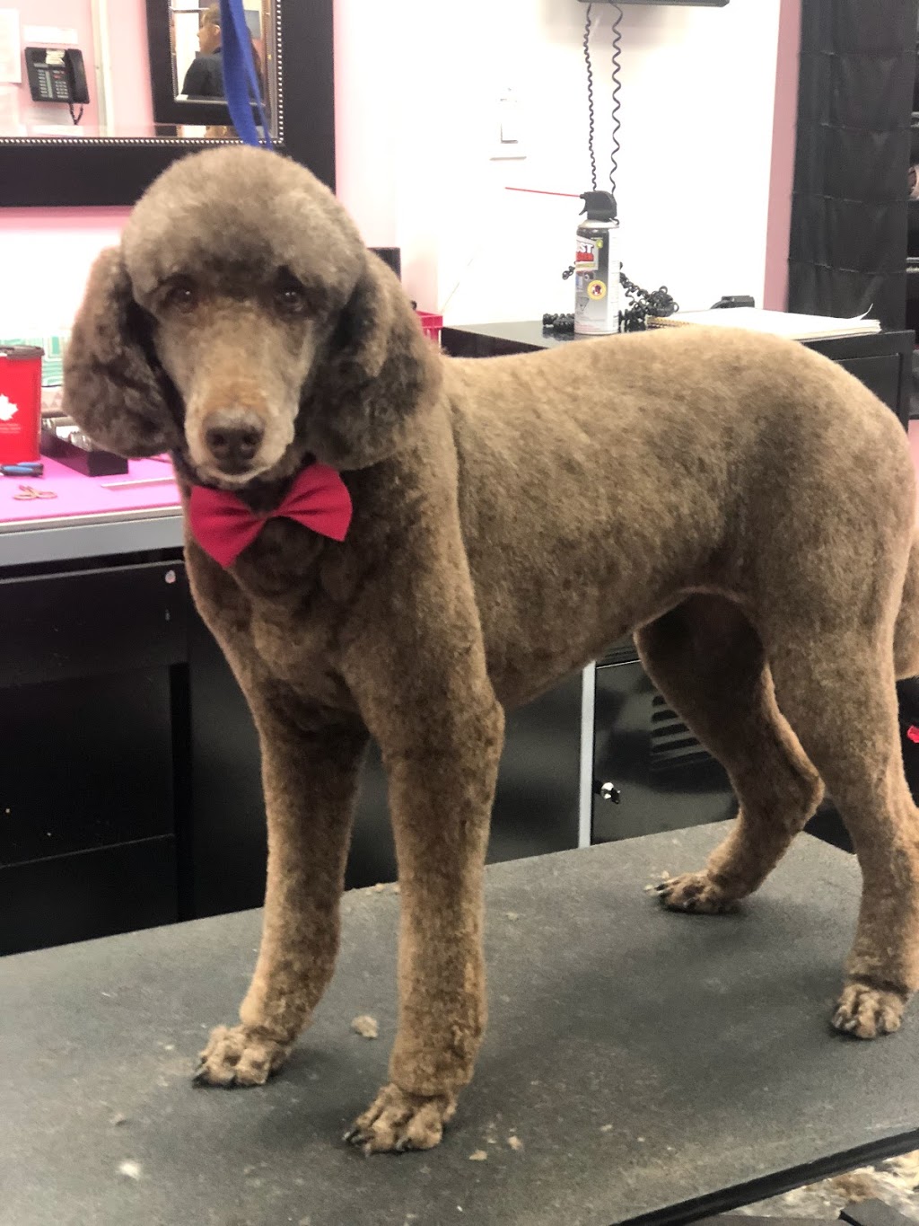 Doggie DTail Grooming | 3866 Highland Dr, Ridgeway, ON L0S 1N0, Canada | Phone: (905) 894-8743