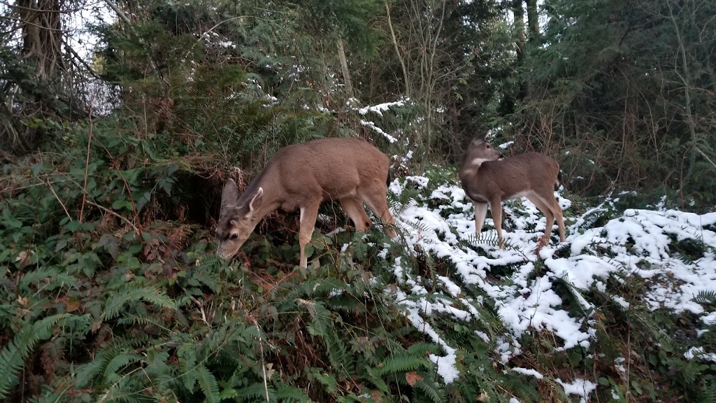 Malcolm Knapp Research Forest | 14500 Silver Valley Rd, Maple Ridge, BC V4R 2R3, Canada | Phone: (604) 463-8148