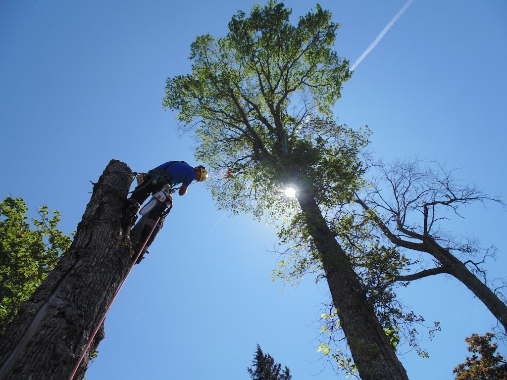 Woodpecker Tree Care NB | 95 Salem St, Sackville, NB E4L 4K1, Canada | Phone: (506) 536-0021