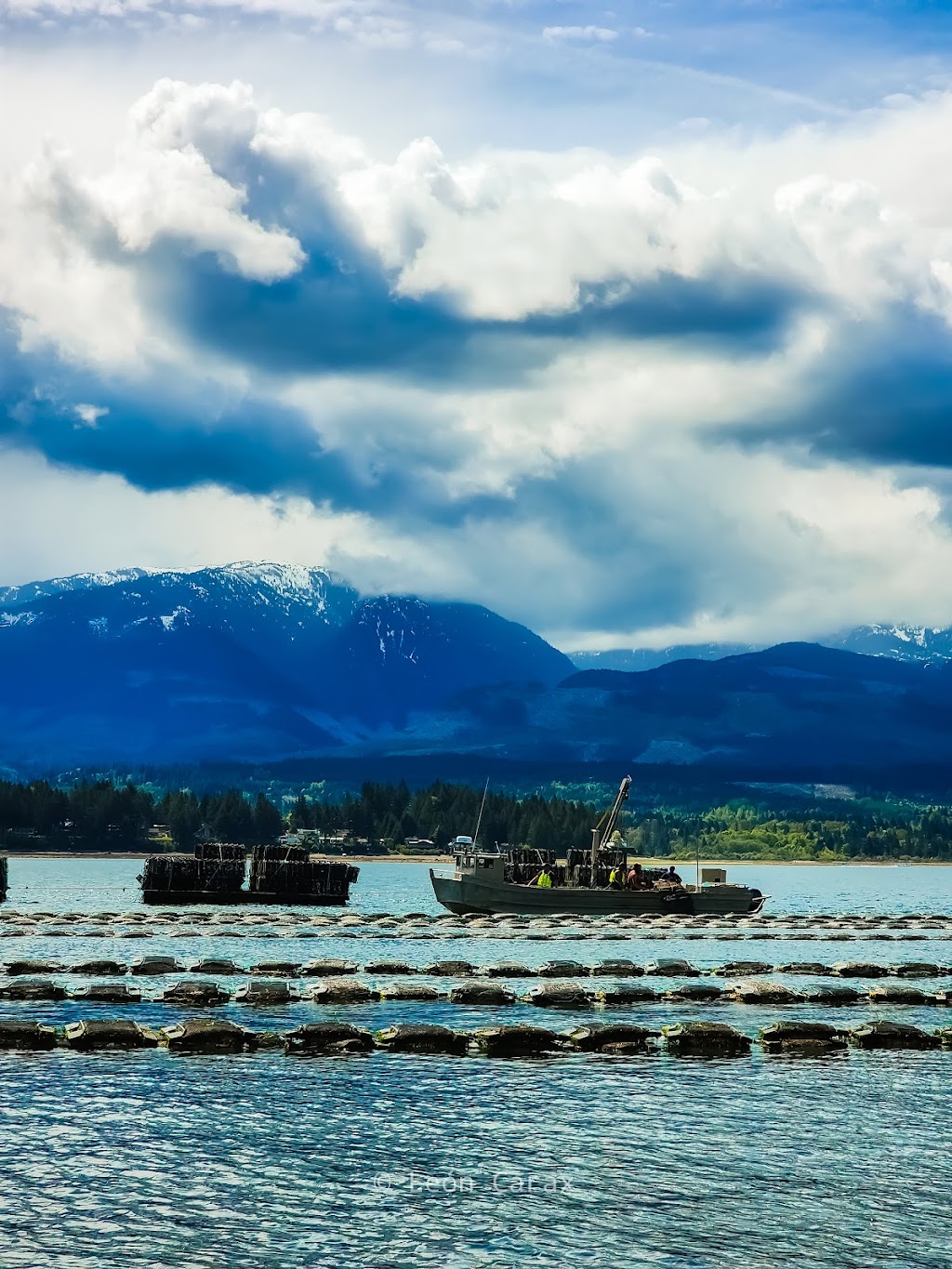 Fanny Bay Oysters | 8260 Island Hwy S, Fanny Bay, BC V0R 1W0, Canada | Phone: (250) 335-0125