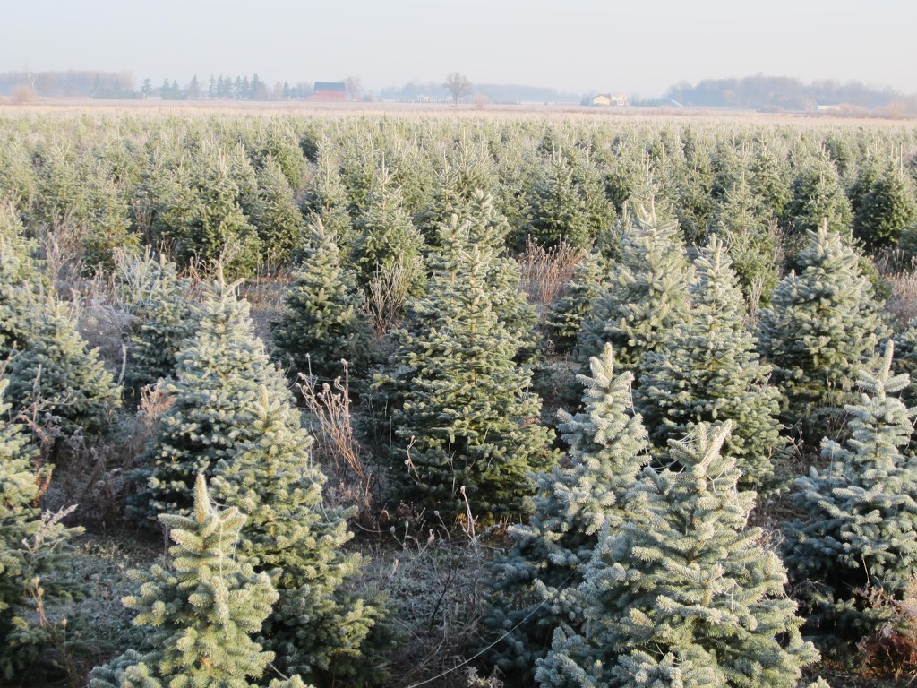 Bastien Christmas Tree Farm | 13106 Concession Rd 13, McGregor, ON N0R 1J0, Canada | Phone: (519) 726-0679