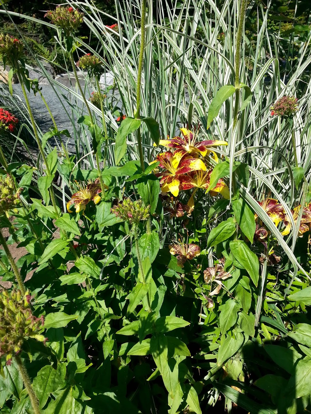 Harbour Breezes Daylilies | 10099 Nova Scotia Trunk 7, Head of Jeddore, NS B0J 1P0, Canada | Phone: (902) 889-3179