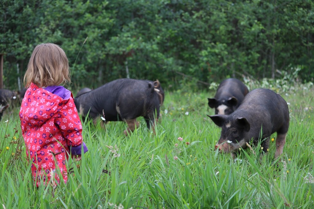 Lost Savanna Farm | 7521 Sturgess Rd, Black Creek, BC V9J 1G7, Canada | Phone: (250) 202-2729