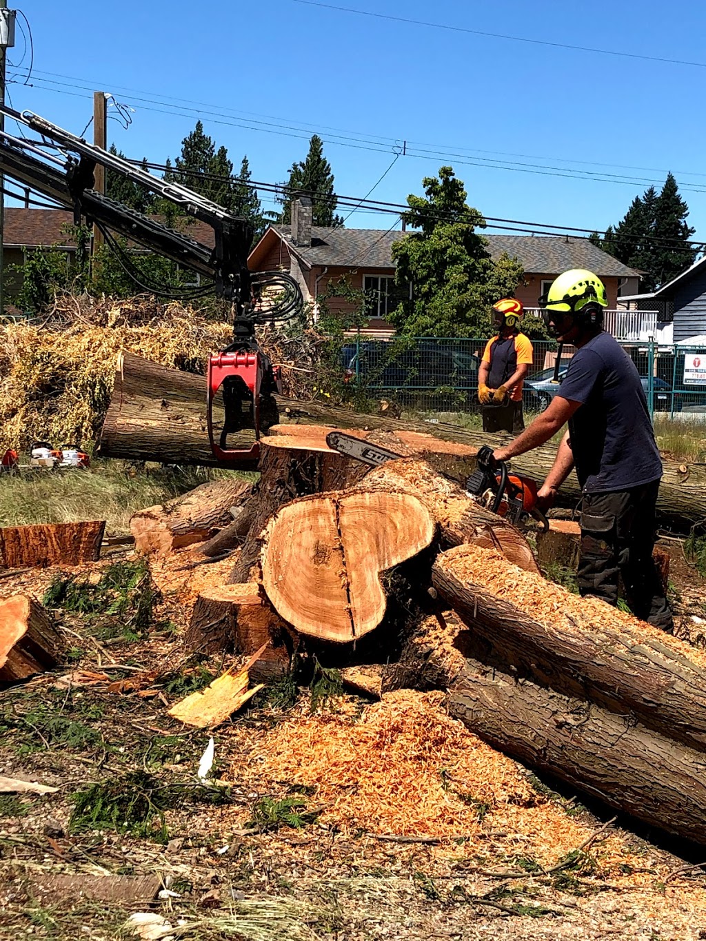 Wilson Tree Care | 5551 Admiral Way #99, Delta, BC V4K 0C9, Canada | Phone: (604) 940-2897