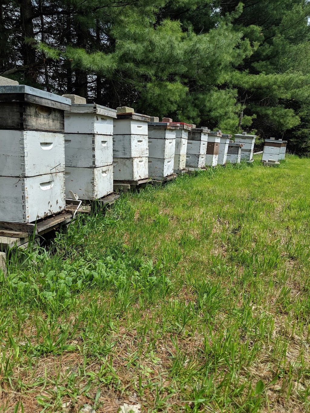 Seventh Heaven Apiary | 954335 7 Line EHS, Mono, ON L9W 6G1, Canada | Phone: (519) 941-4195