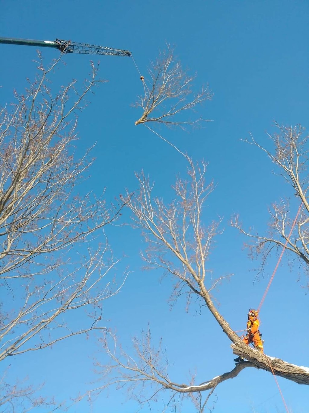 Gestion Arboriculture | 1934 Av. Lapierre, Québec, QC G3E 1L6, Canada | Phone: (581) 997-5958