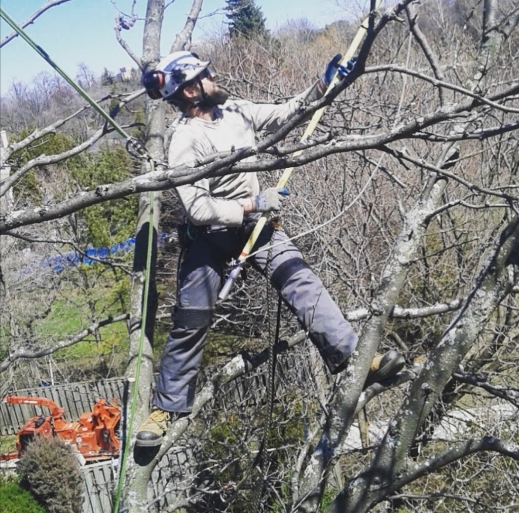 Branch Manager Tree Care | 1825 Park Ln, Innisfil, ON L9S 2W3, Canada | Phone: (705) 915-1095