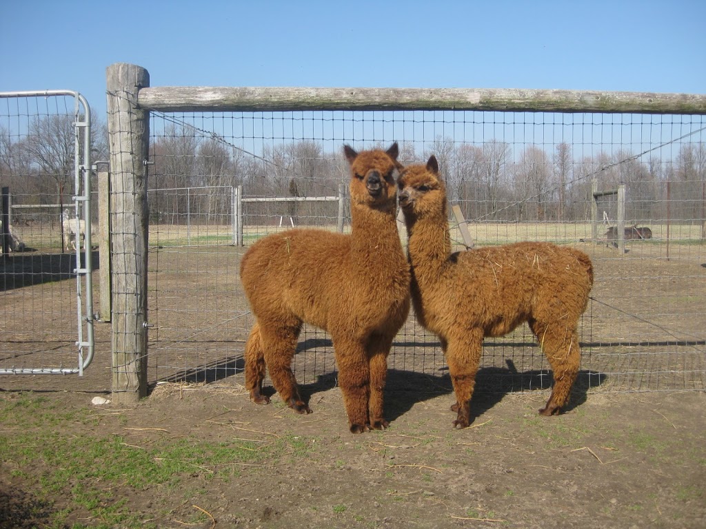 Gold Star Alpacas | 12062 Plank Rd RR#6, Tillsonburg, ON N4G 4G9, Canada | Phone: (519) 866-3790