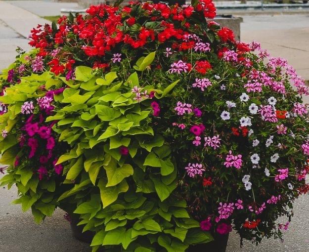 Floricorp Ltd. | 452 Concession Rd 10 E, Freelton, ON L0R 1K0, Canada | Phone: (416) 722-1566