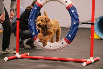 K9 Sports Centre | 396 Flora St, Carleton Place, ON K7C 3M9, Canada | Phone: (613) 371-2740