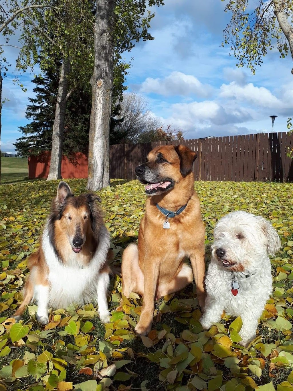 Paw Trotters Edmonton Off-Leash Park Walks | 15055 131 St NW, Edmonton, AB T6V 1K3, Canada | Phone: (780) 289-6199