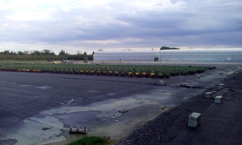 Jefferys Greenhouses Plant 2 Inc | 2411 Fourth Avenue Louth, Jordan Station, ON L0R 1S0, Canada | Phone: (905) 562-1369