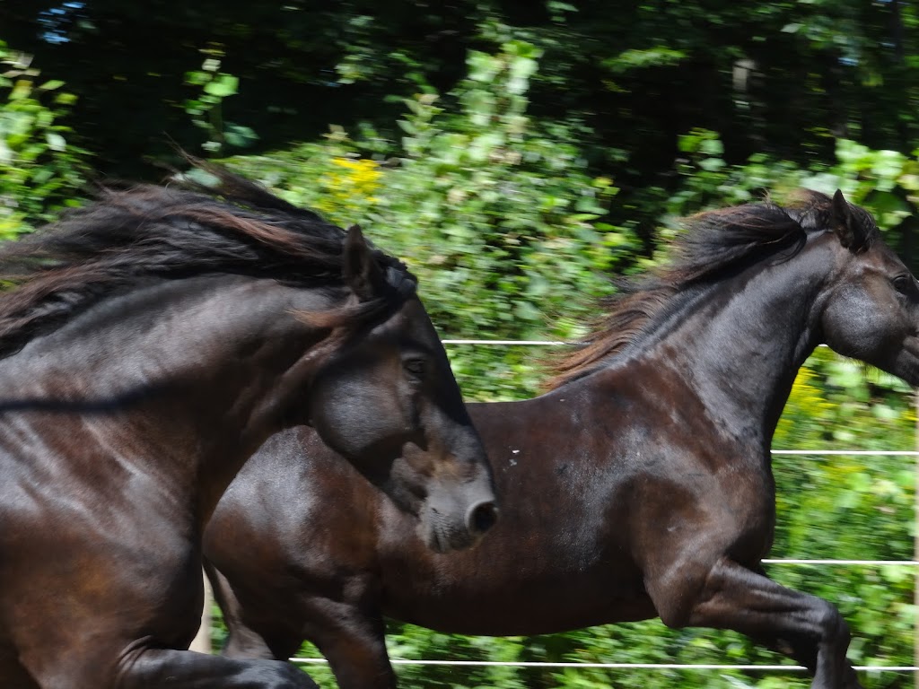 Maple Farm Canadians | 1490 Rue Blueberry Forest, Saint-Lazare, QC J7T 2K1, Canada | Phone: (514) 232-9052