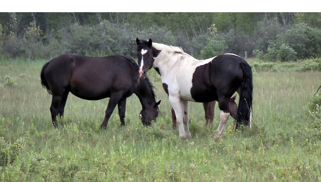 Spotted Draft Horse Registry | Nichol Rd, Moosehorn, MB R0C 2E0, Canada | Phone: (204) 500-8367