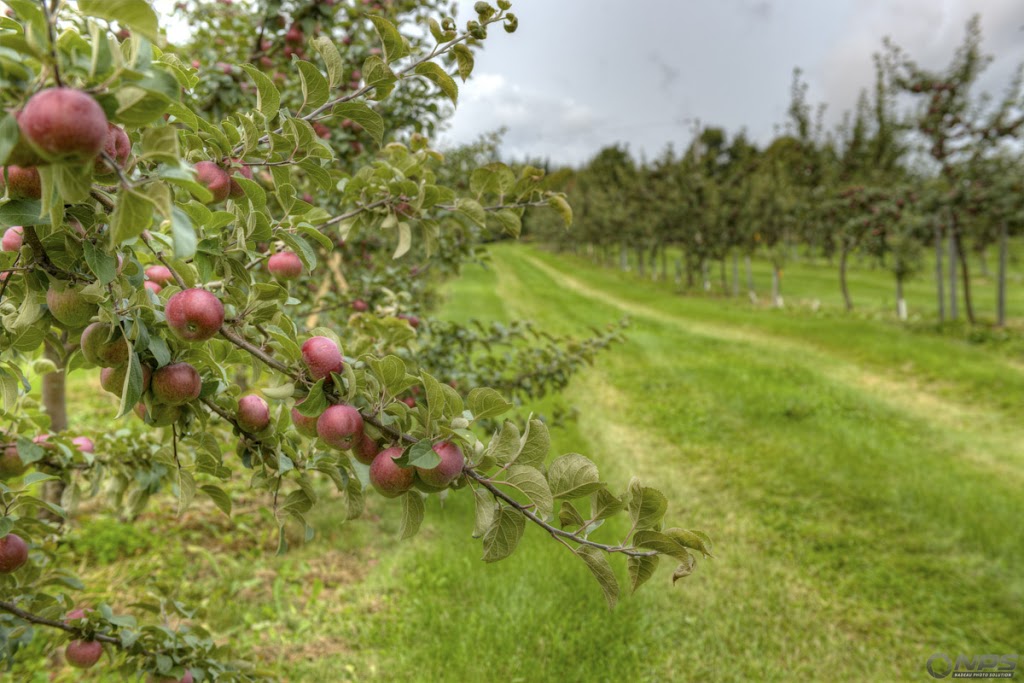 Verger Passion Fruitée | 832 Route des Laughrea, Saint-Pierre-de-Broughton, QC G0N 1T0, Canada | Phone: (418) 424-3169