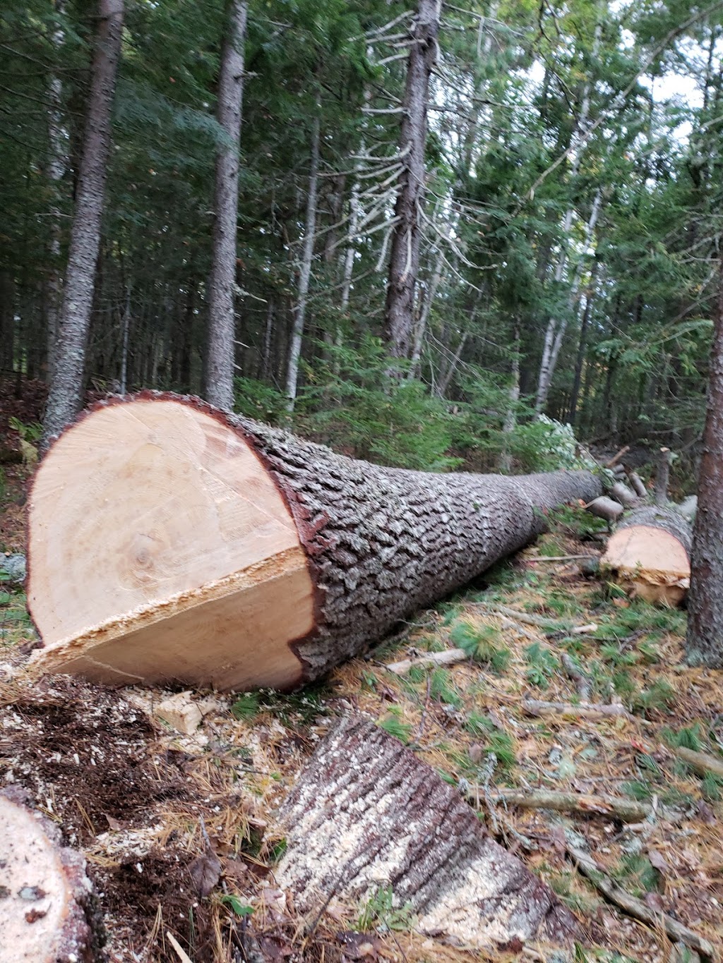 No Limits Tree Experts Inc. | 1359 NB-114, Lower Coverdale, NB E1J 1C5, Canada | Phone: (506) 609-8733