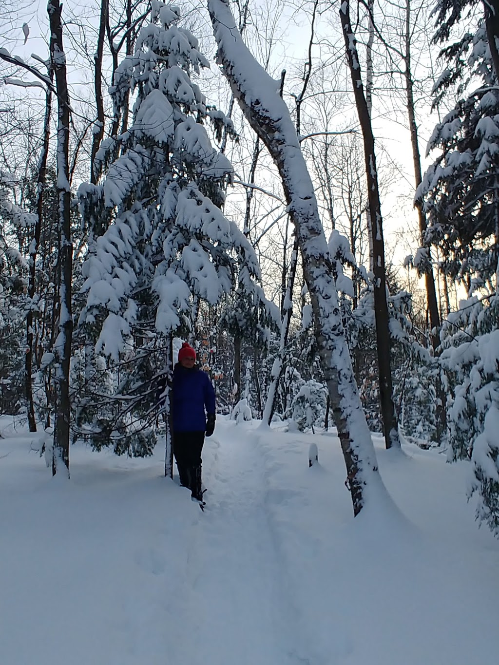 Forêt Héritage | 310 Chemin Filion, Sainte-Anne-des-Lacs, QC J0R 1B0, Canada