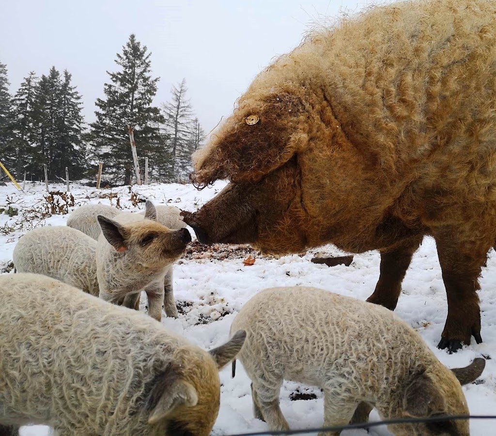 Ferme Mangalitsa Porc-Joli | 396 2e Rang E, Saint-Jean-Port-Joli, QC G0R 3G0, Canada | Phone: (418) 598-2157