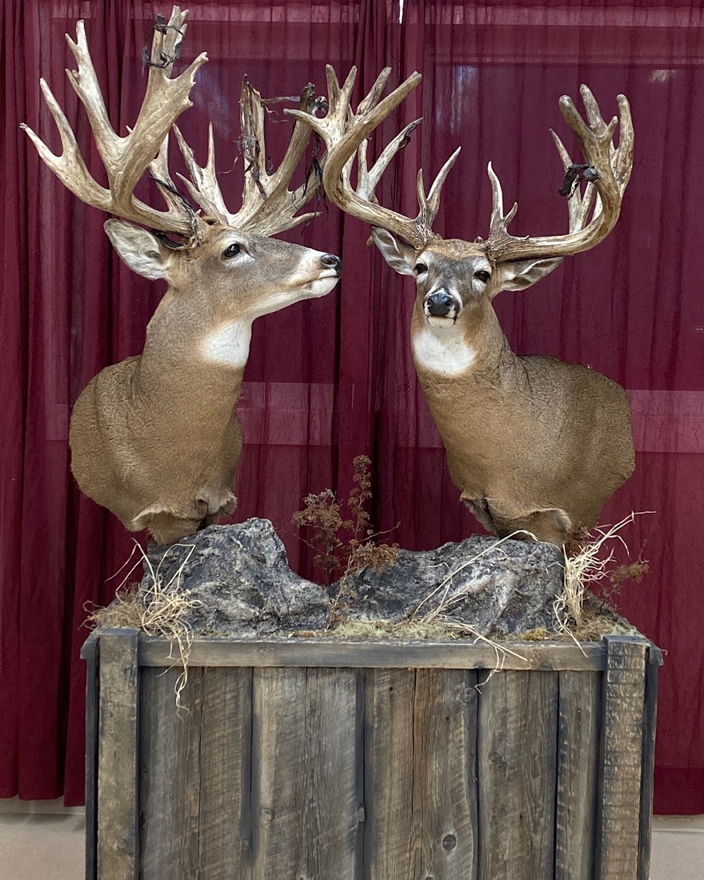 Thomson Taxidermy | 1430 12th St, Coaldale, AB T1M 1C8, Canada | Phone: (403) 345-2848