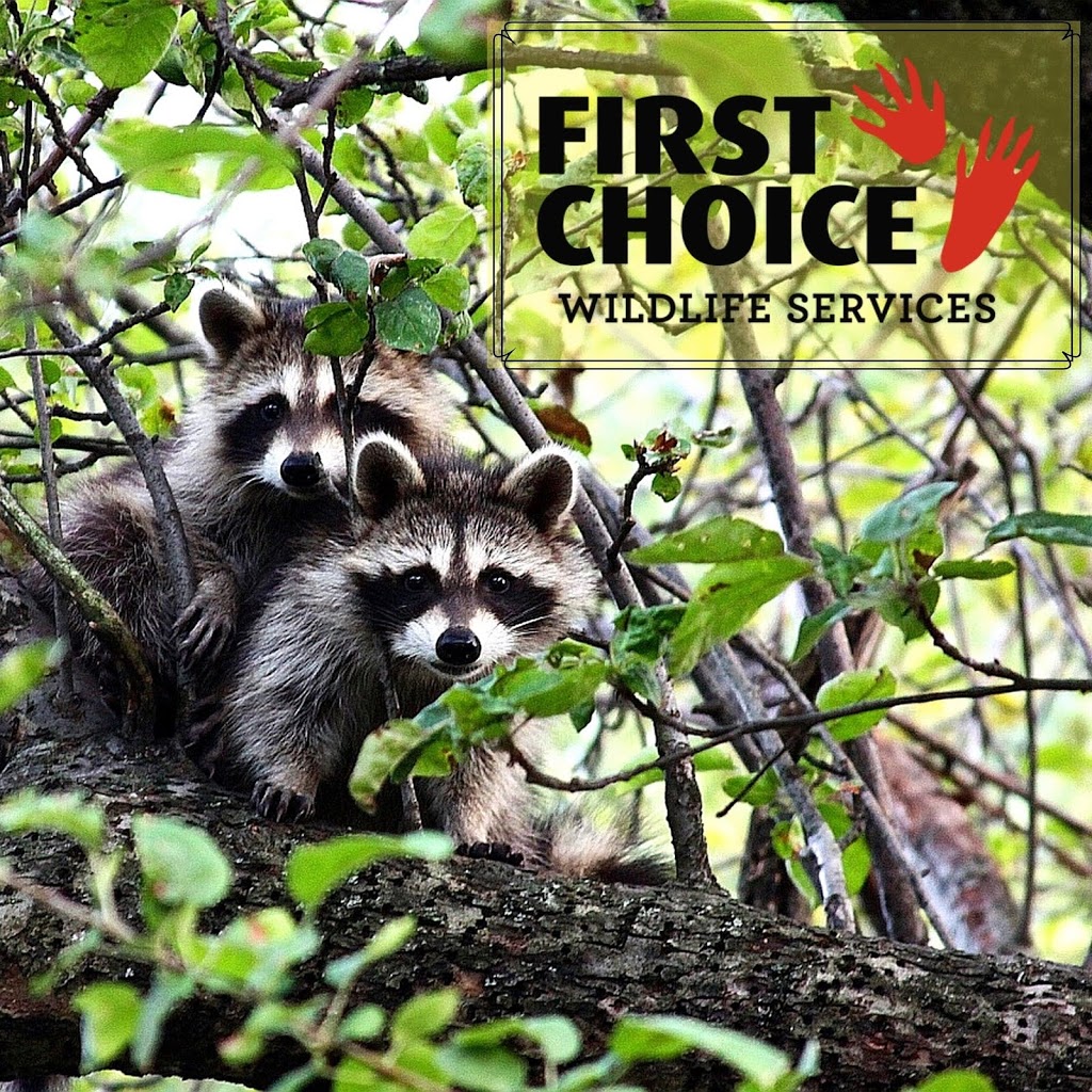 First Choice Wildlife Services | Oakville, ON L6H 0P9, Canada | Phone: (905) 399-4670