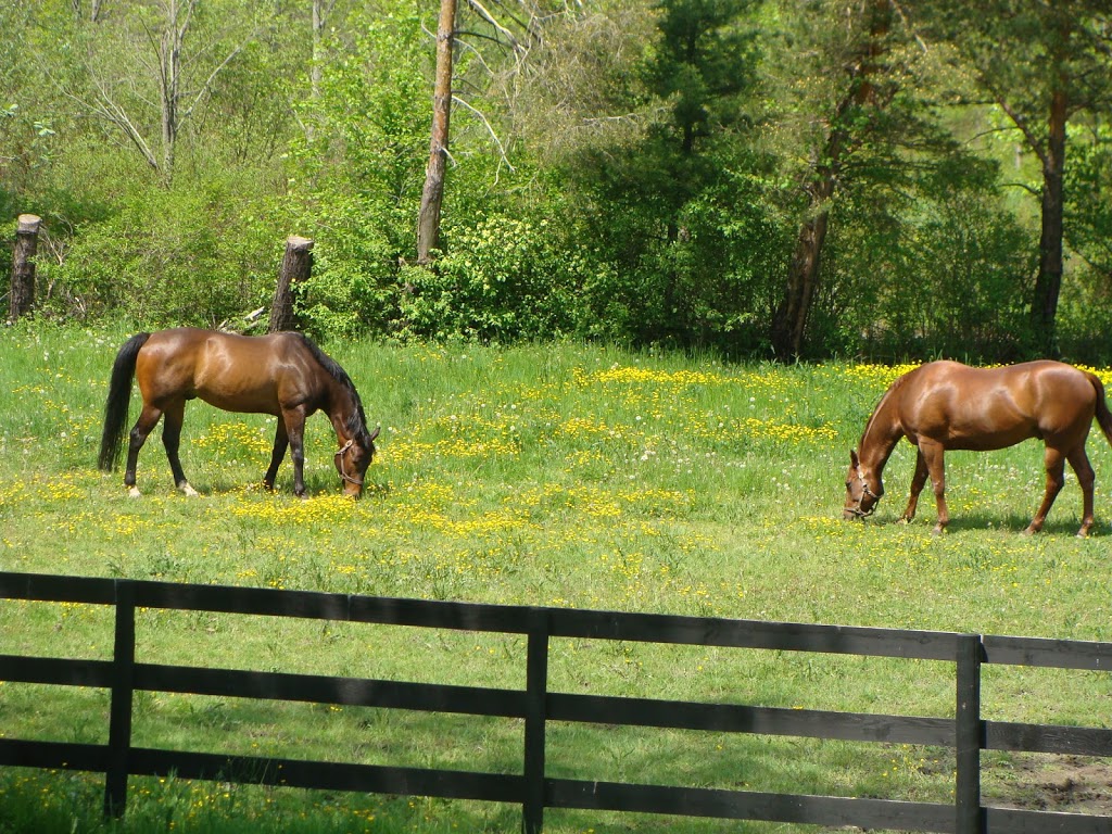 Creekside Riding Center | 7478 Tonawanda Creek Rd, Lockport, NY 14094, USA | Phone: (716) 523-0890