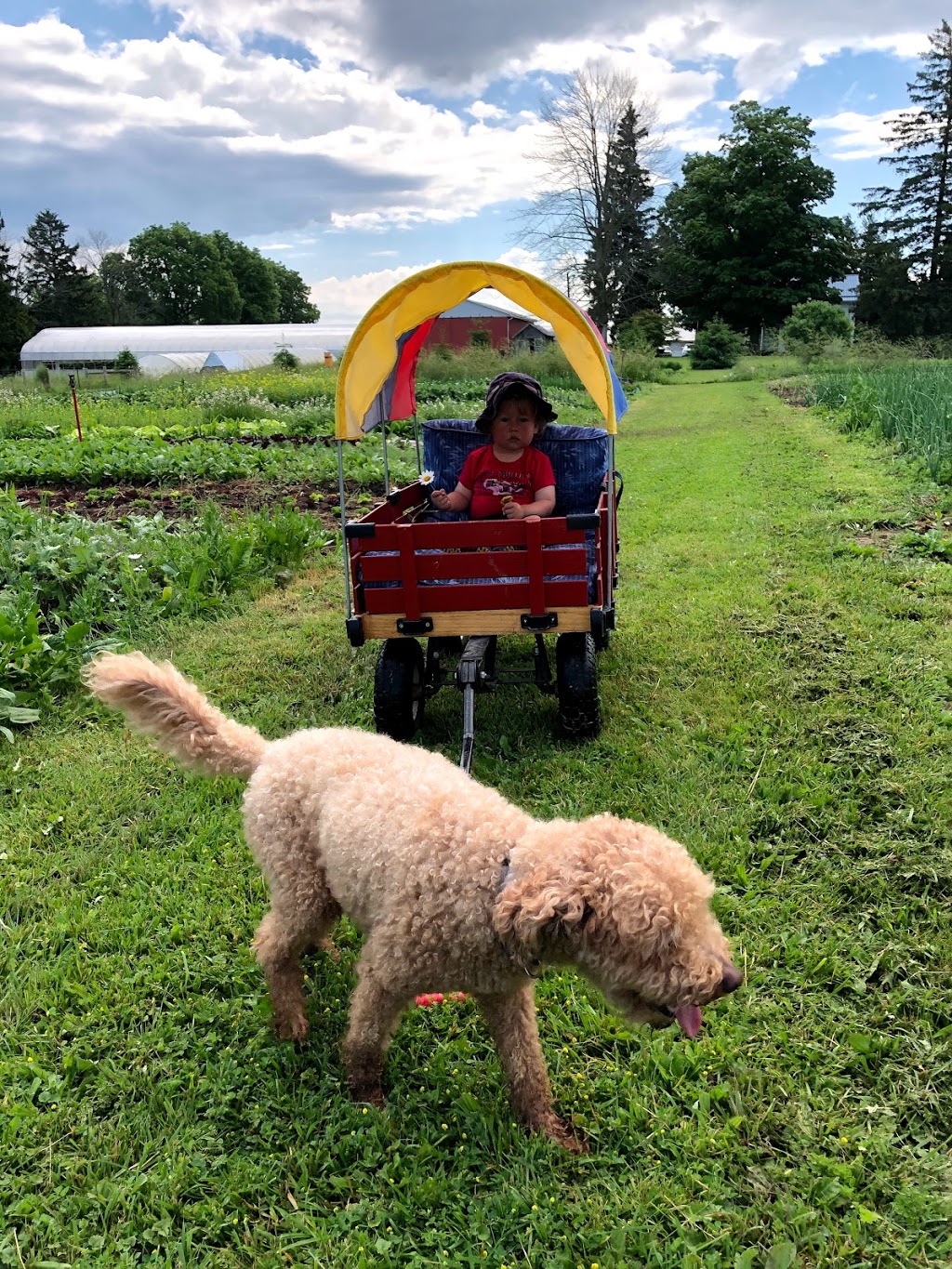 Milky Way Farm | 484872 Sweaburg Rd, Woodstock, ON N4S 7V6, Canada | Phone: (647) 268-0300