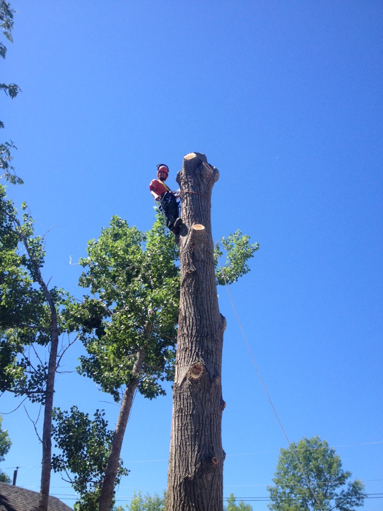 Kearns Tree Service | 108 Opmar Rd, Little Britain, ON K0M 2C0, Canada | Phone: (705) 308-1135