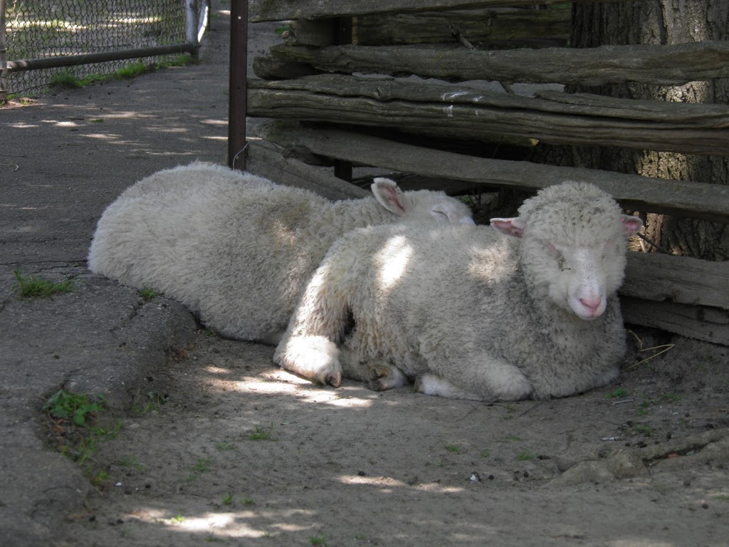 Eby Farmstead/Animal Farm | 5504 Laurel Trail, Waterloo, ON N2L 6B9, Canada | Phone: (519) 886-1550