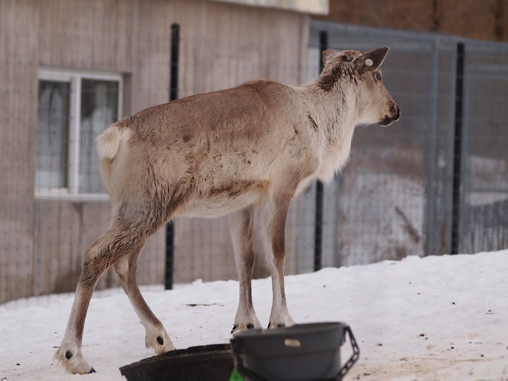 European Reindeer Exhibit | 2000 Meadowvale Rd, Scarborough, ON M1B 5K7, Canada | Phone: (416) 392-5900