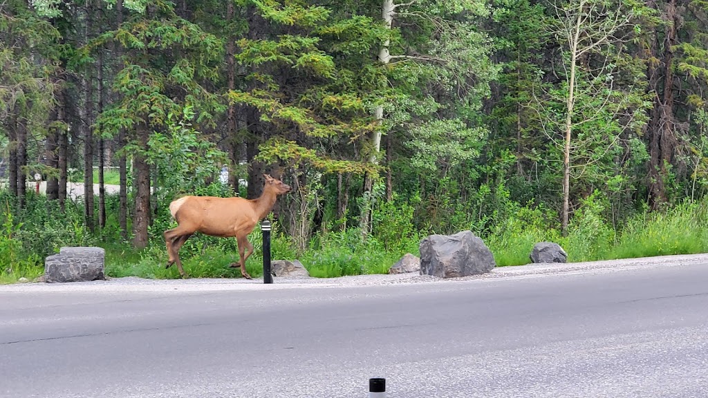 Banff Town Sign | 101 Mt Norquay Rd, Banff, AB T1L 1C3, Canada | Phone: (403) 762-8421