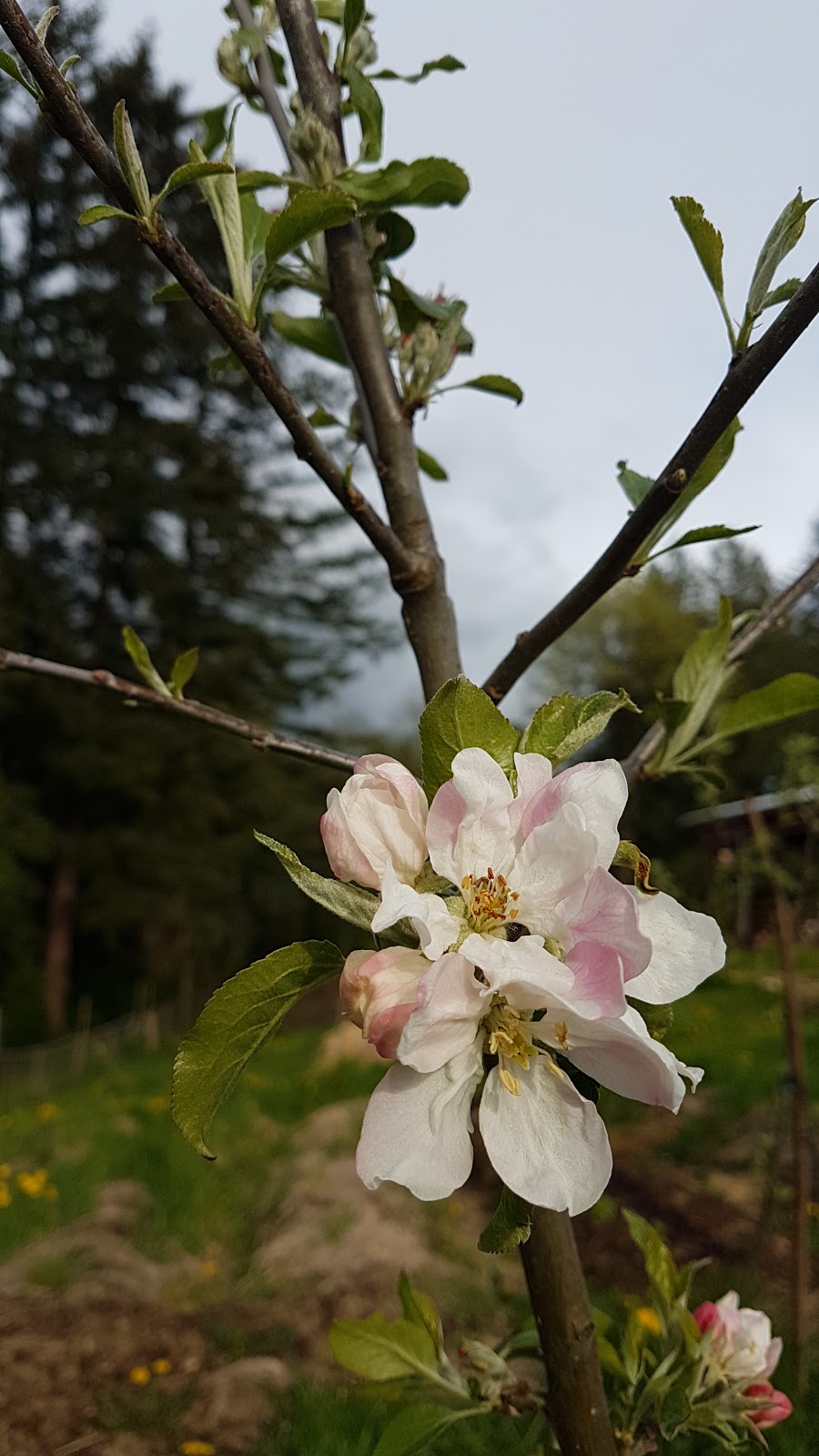 Pinsch of Soil Farm | 258 208 St, Langley City, BC V2Z 1T7, Canada | Phone: (778) 899-2102