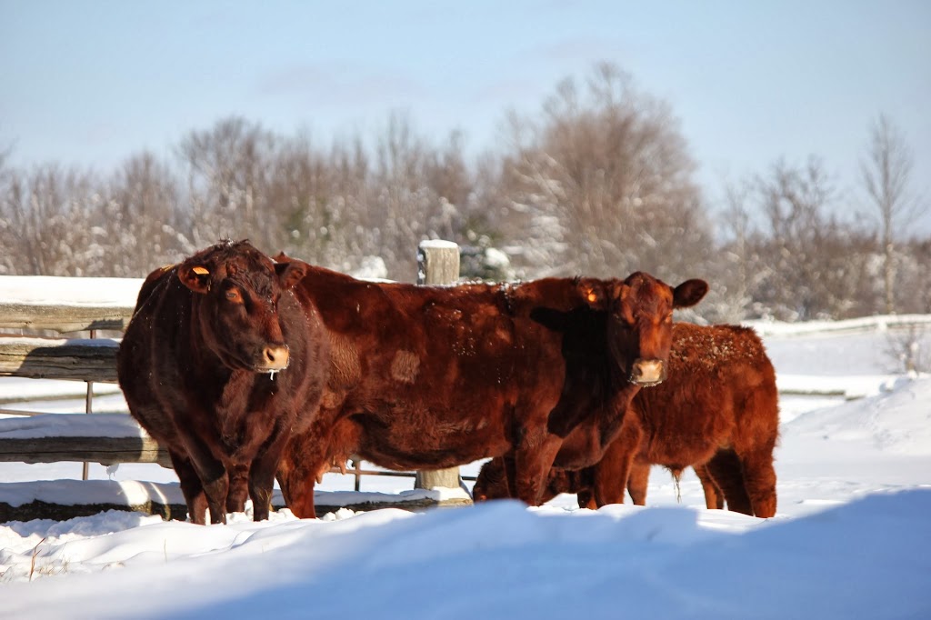 Ashton Glen Farm | Kidd Rd, Beckwith, ON K0A 1B0, Canada | Phone: (613) 257-4569