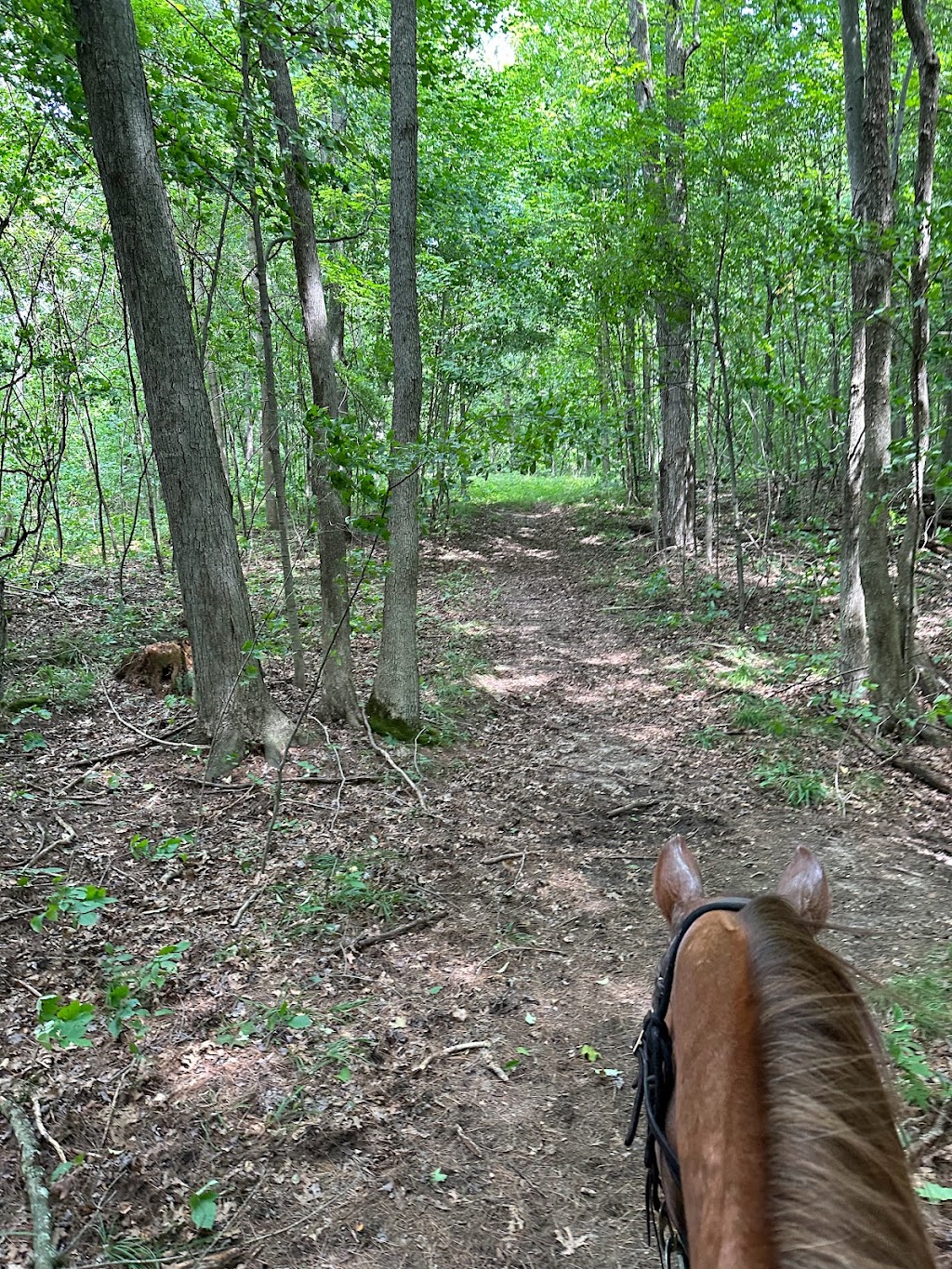 Golden Leaf Stables | 22176 Mill Rd, Mount Brydges, ON N0L 1W0, Canada | Phone: (519) 317-4273