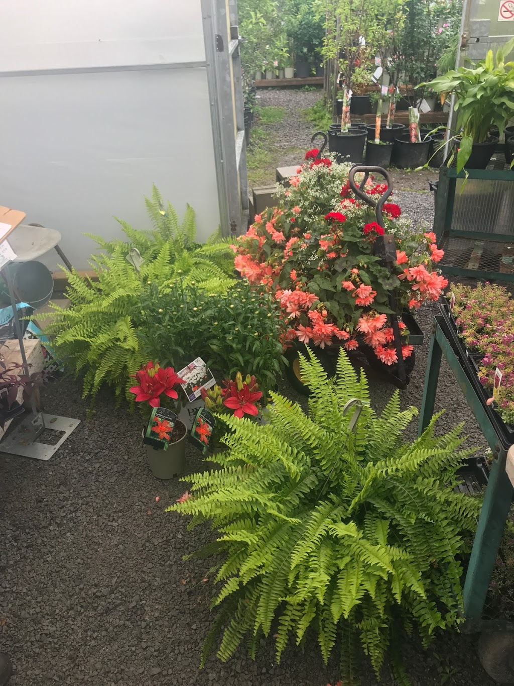 Pauls Garden Centre | 103 Shaw St, Welland, ON L3B 5W9, Canada | Phone: (905) 732-5123