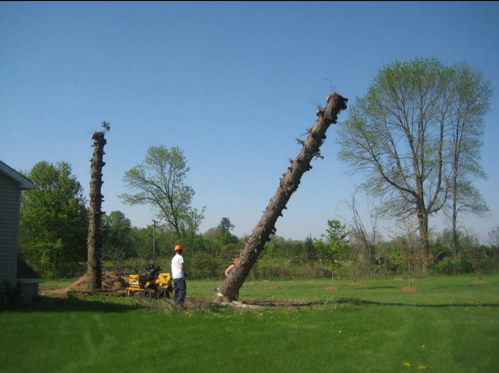 Colesons Tree Service | 423 Woodley Rd, Waterford, ON N0E 1Y0, Canada | Phone: (519) 770-6497