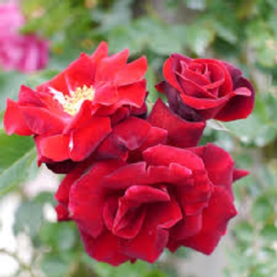 Rambling Rose Nursery | 528 Wesley Acres Rd, Bloomfield, ON K0K 1G0, Canada | Phone: (613) 393-1828