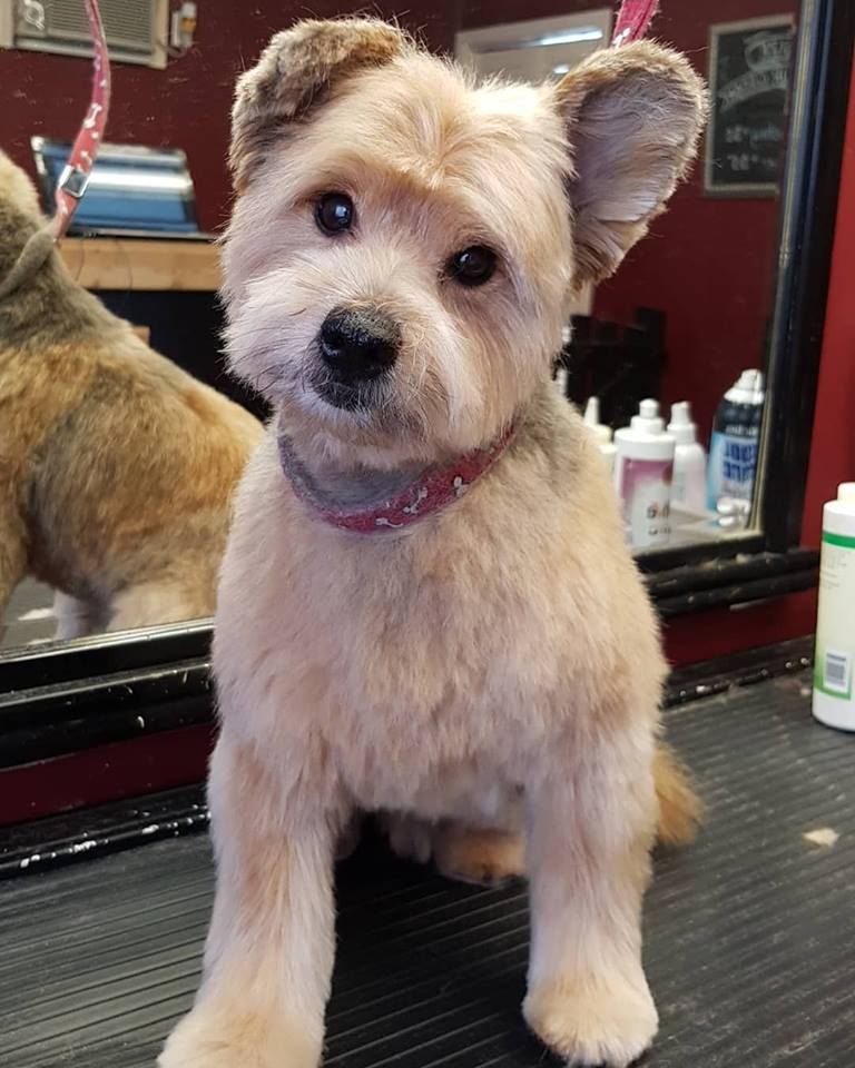 Roxy and Friends Grooming Salon by Appointment | 83 Erie St, Port Colborne, ON L3K 4L9, Canada | Phone: (289) 478-6034