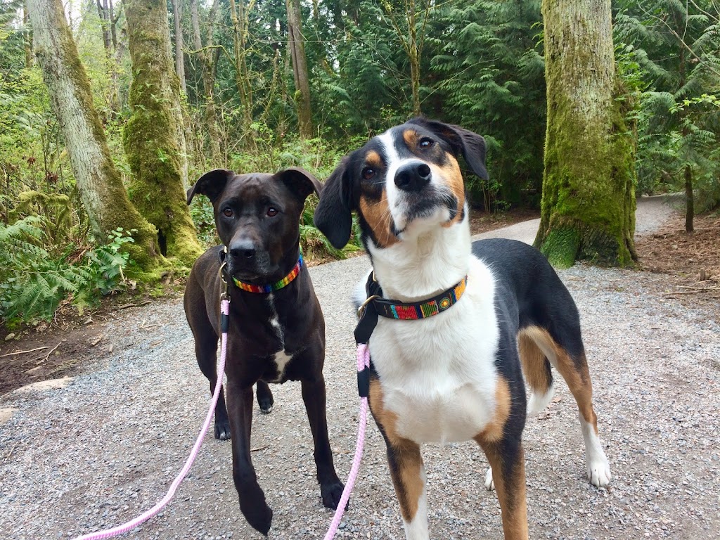 Lucky Paws Dog Walking | 44 E 13th Ave, Vancouver, BC V5T 4K7, Canada | Phone: (778) 908-1585