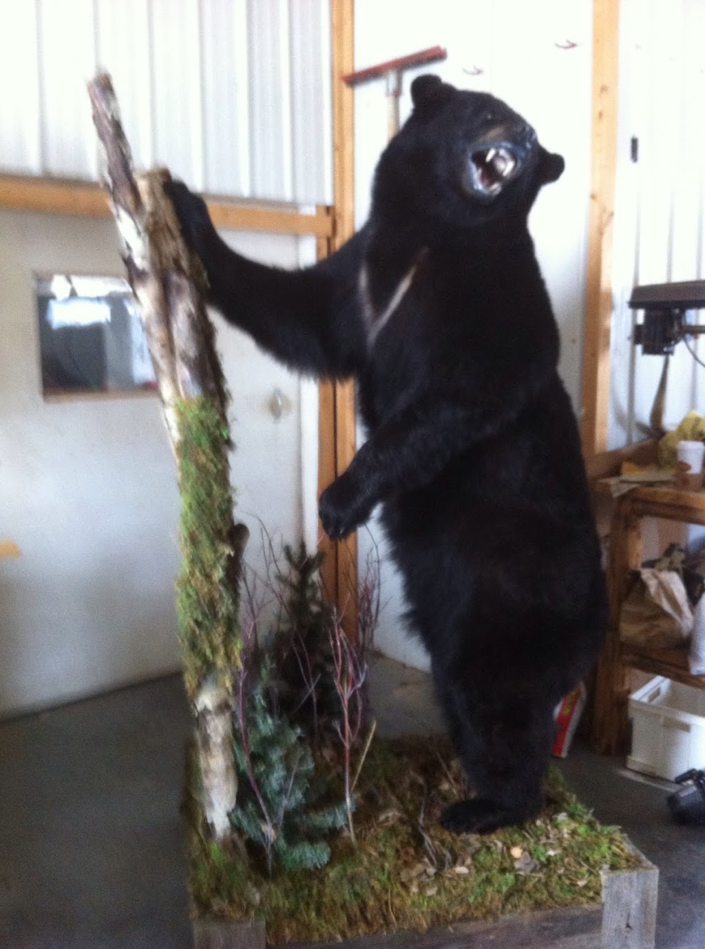 Free Spirit Taxidermy | 5112 50 St, Ponoka, AB T4J 1S3, Canada | Phone: (403) 934-8140