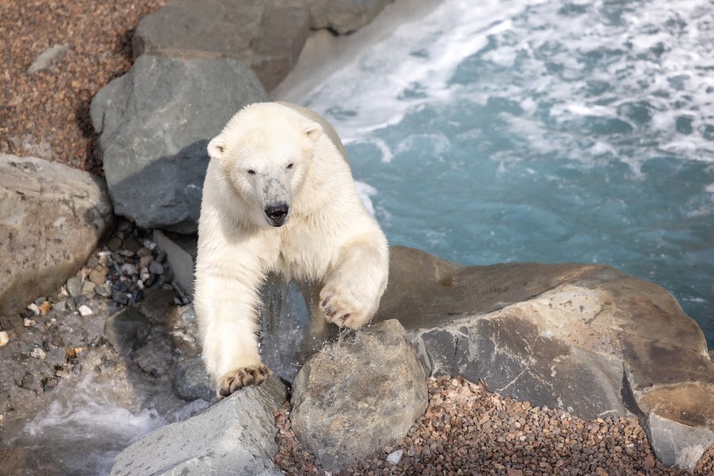 Habitat des ours polaires | 1675 Av. des Hôtels, Québec, QC G1W 4S3, Canada | Phone: (418) 659-5264