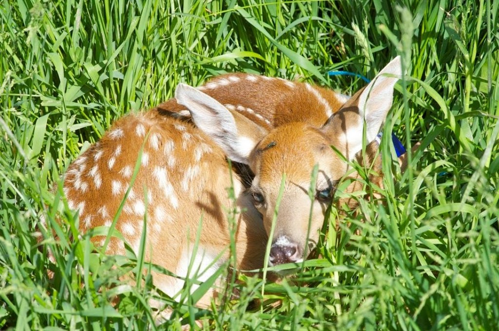 Hobbitstee Wildlife Refuge | 1226 Concession 4 Walpole, Jarvis, ON N0A 1J0, Canada | Phone: (519) 587-2980