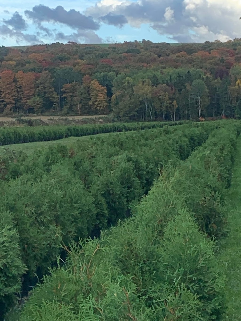 Ferme Sigamel Inc. Production de cèdres cultivés en pot | 152 QC-291, Cacouna, QC G0L 1G0, Canada | Phone: (418) 860-5640