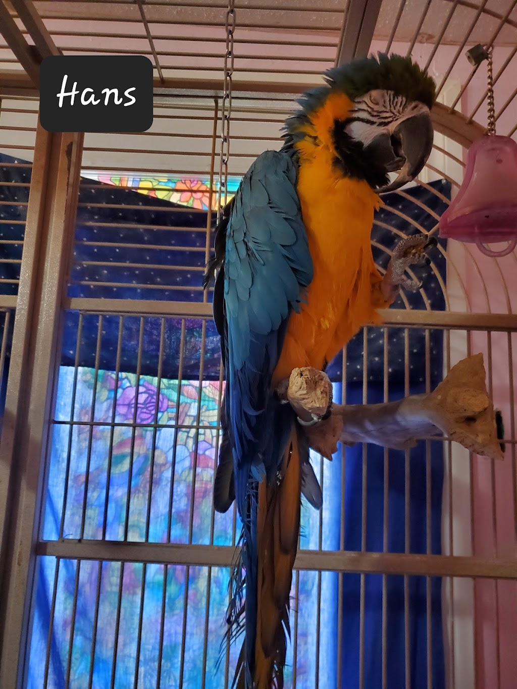 Winged Oasis Parrot Rescue | 571 Giroux St, Pembroke, ON K8A 4G8, Canada | Phone: (289) 829-0294