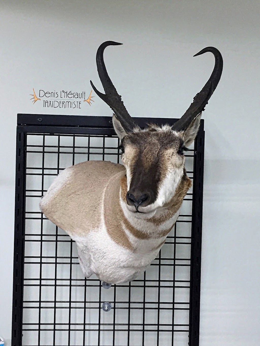 Denis le taxidermiste | 2025 9e Av, Saint-Augustin-de-Desmaures, QC G3A 1W7, Canada | Phone: (418) 455-4175