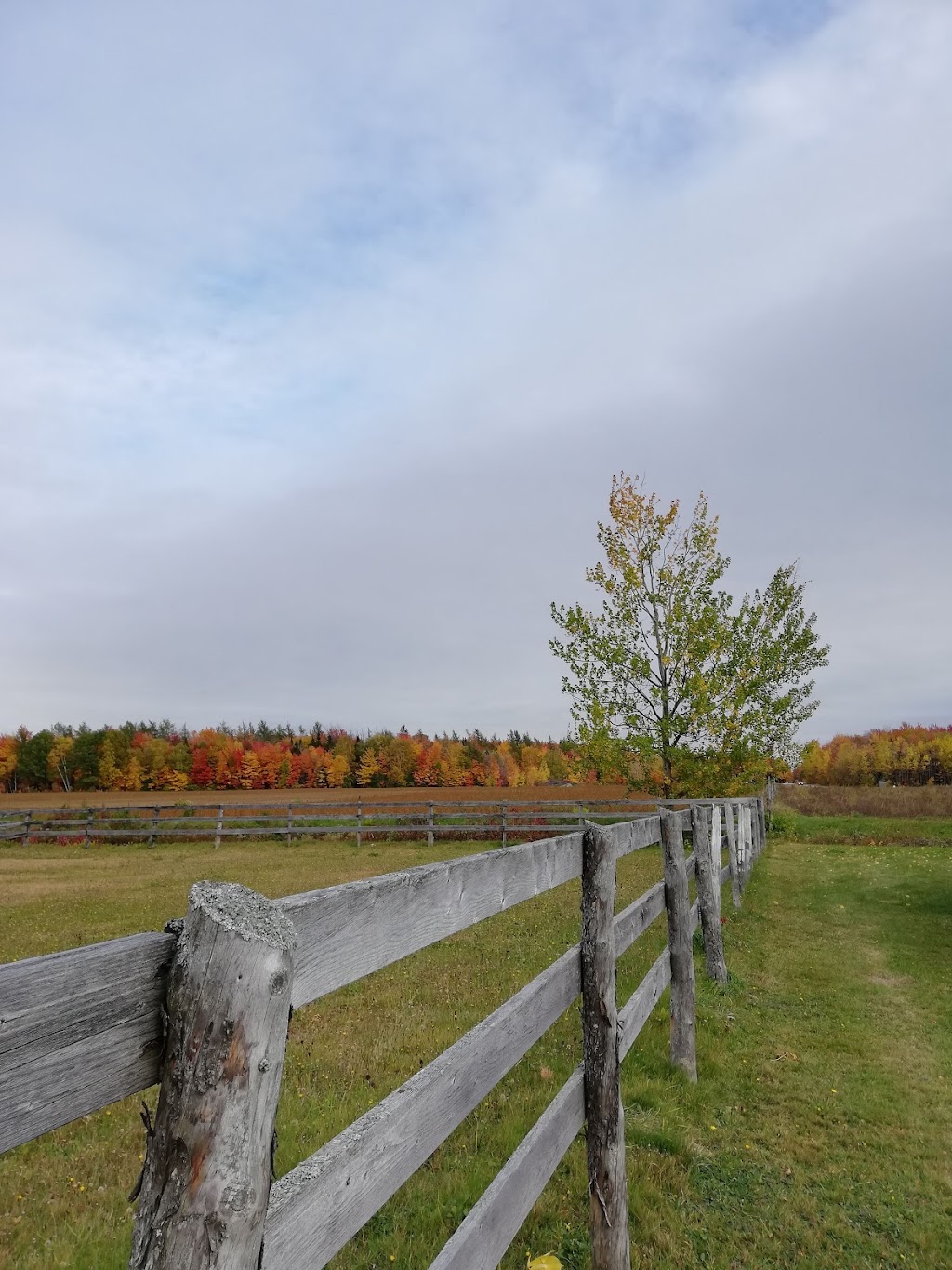 Ferme Laval Gagnon inc | 2208 Chem. Royal, Sainte-Famille, QC G0A 3P0, Canada | Phone: (418) 829-2495