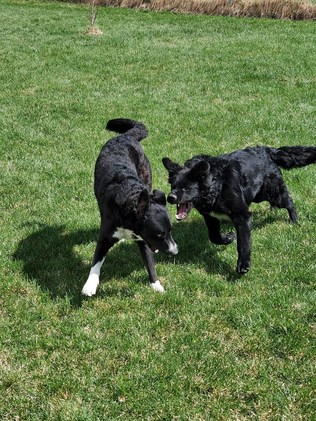 Gone Wild Kennels | 271109 Range Rd 50, Cochrane, AB T4C 2X2, Canada | Phone: (403) 932-7570