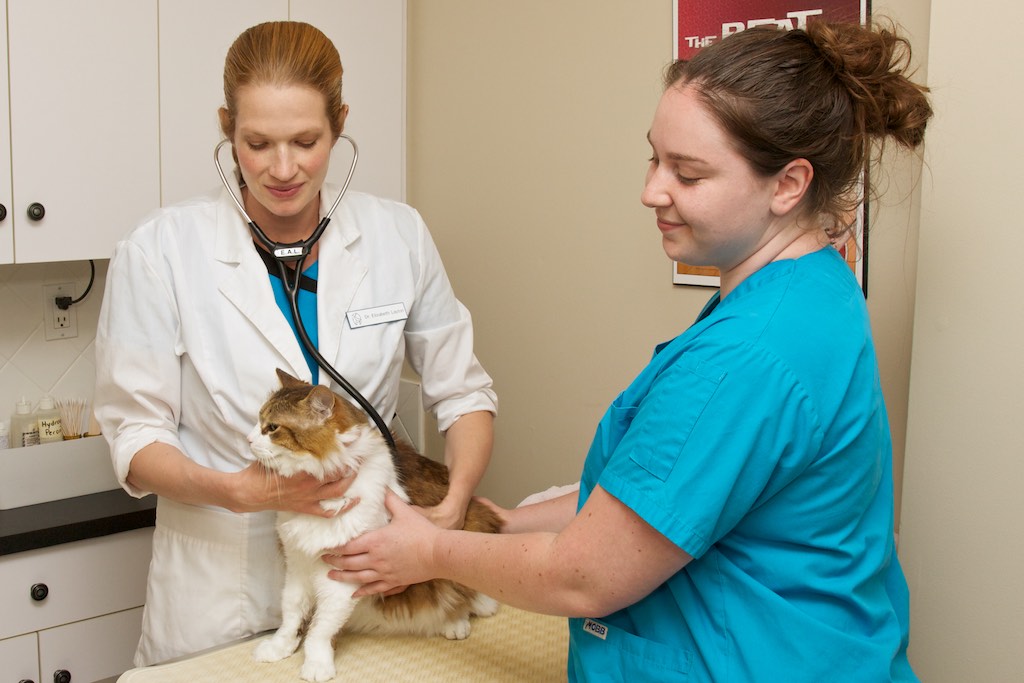 South Shore Veterinary Clinic | 762 The Queensway S, Keswick, ON L4P 4C9, Canada | Phone: (905) 476-2621